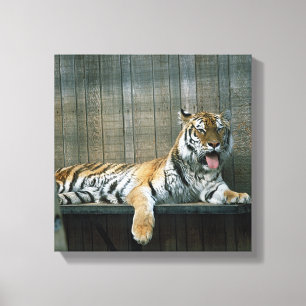 Yawning tiger in cage at zoo canvas print