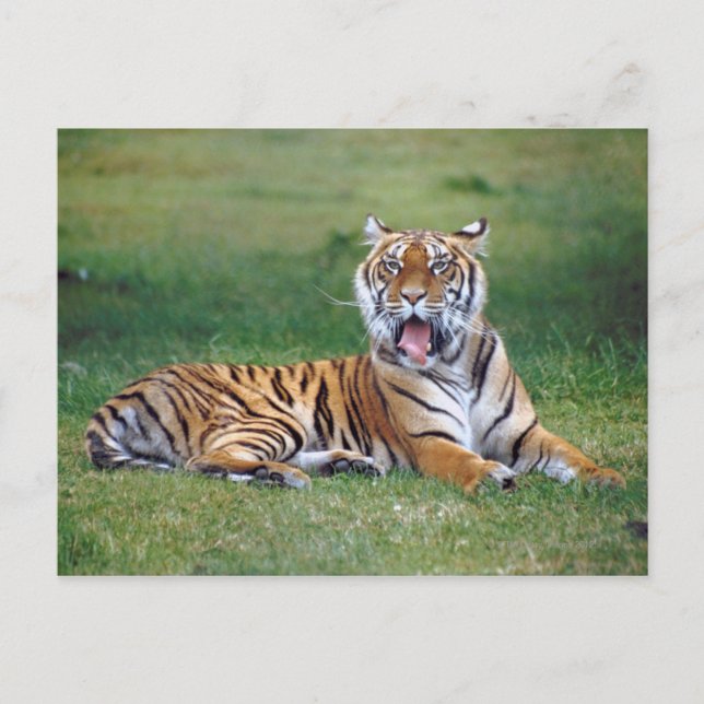 Yawning Tiger Postcard (Front)