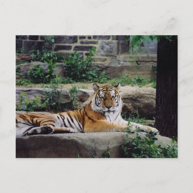 Year of the Tiger Holiday Postcard (Front)