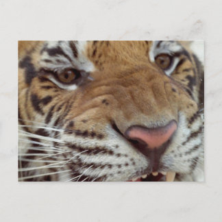Year of the Tiger Postcard