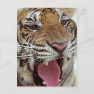 Year of the Tiger Postcard