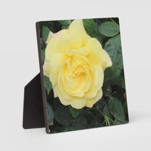 Yello Rose Plaque (Front)