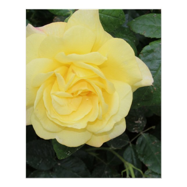 Yello Rose Poster (Front)
