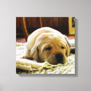 yellow 2 lab puppy canvas print