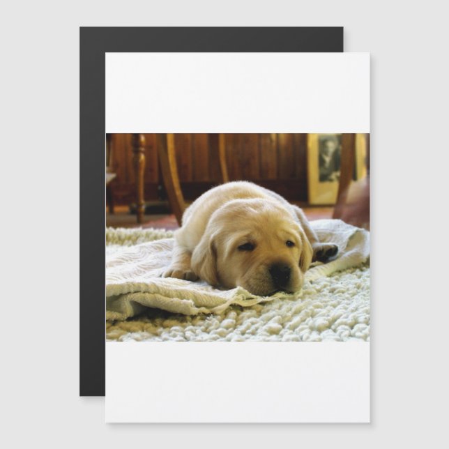 yellow 2 lab puppy magnetic invitation (Front/Back)