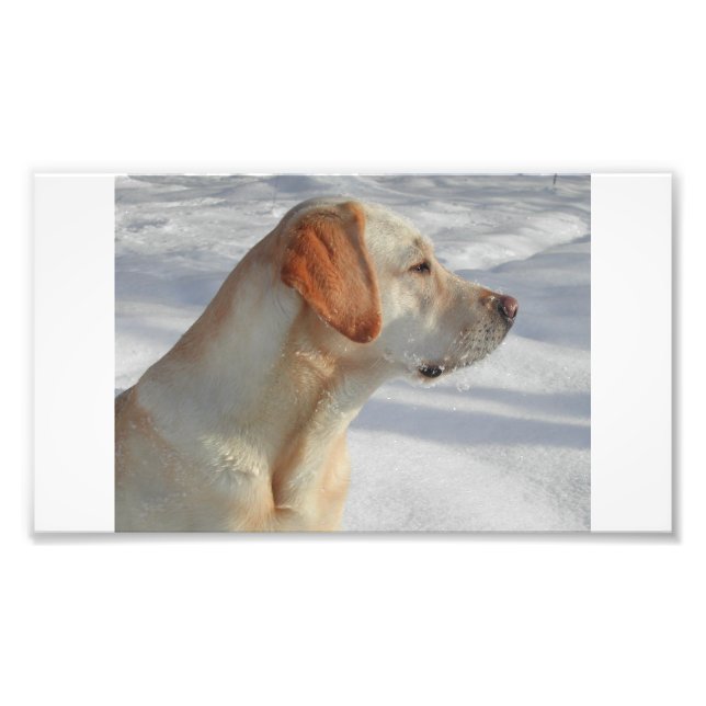 yellow 4 lab photo print (Front)