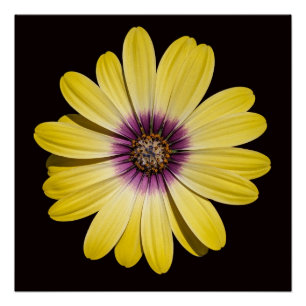 Yellow African Daisy on Black Floral Poster