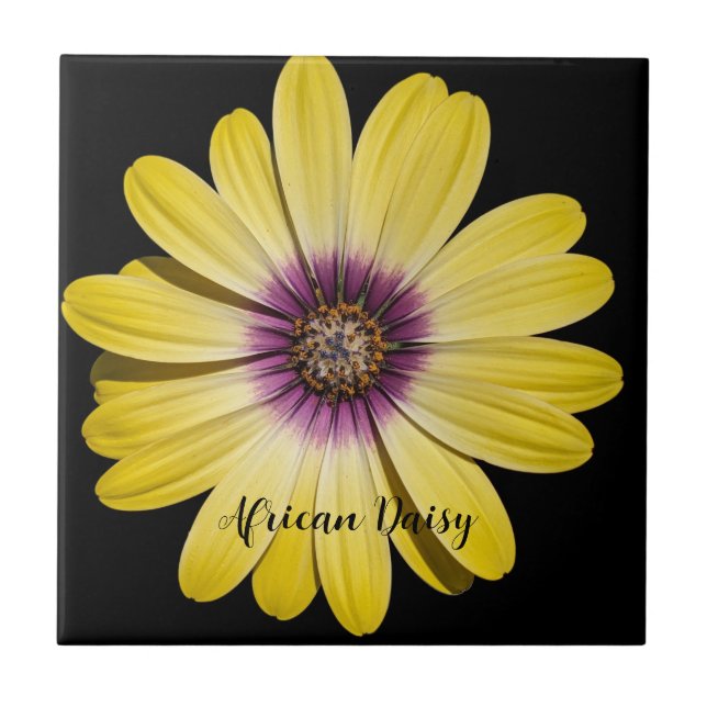 Yellow African Daisy on Black Floral Tile (Front)