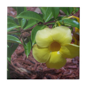 Yellow Alamanda flower Tile
