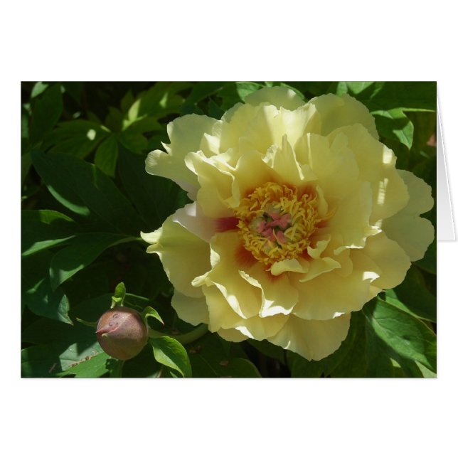 Yellow Ambition (Front Horizontal)