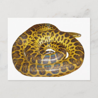 Yellow Anaconda Postcard