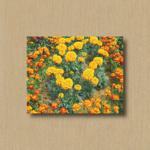 Yellow and Bicolored Marigolds in a Flower Garden Canvas Print