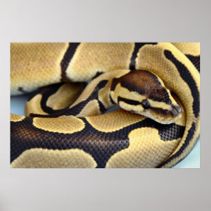 Yellow and Black Ball Python 3 Poster