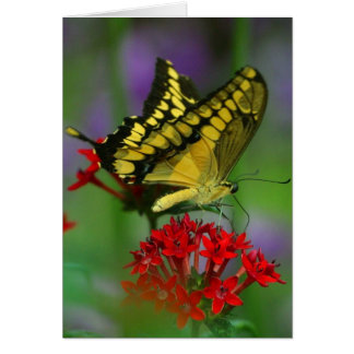 Yellow and Black Butterfly