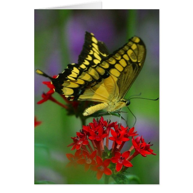 Yellow and Black Butterfly (Front)