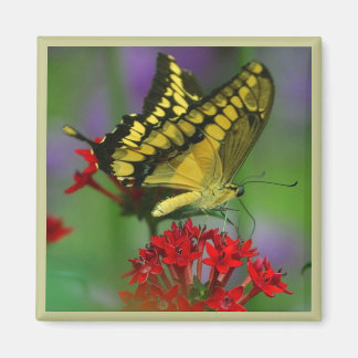 Yellow and Black Butterfly Magnet