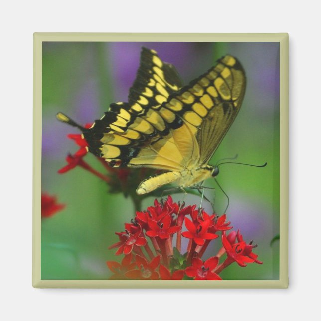 Yellow and Black Butterfly Magnet (Front)