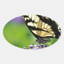 Yellow and Black Butterfly on Lavender
