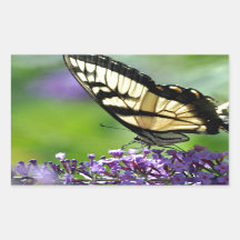 Yellow and Black Butterfly on Lavender