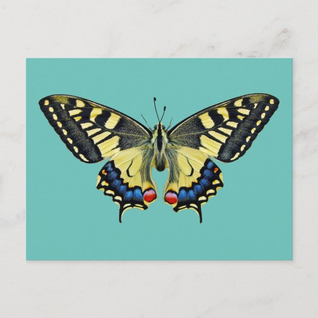 Yellow and black butterfly     postcard (Front)