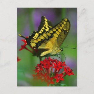 Yellow and Black Butterfly Postcard
