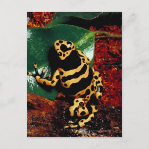 Yellow and Black Frog Postcard