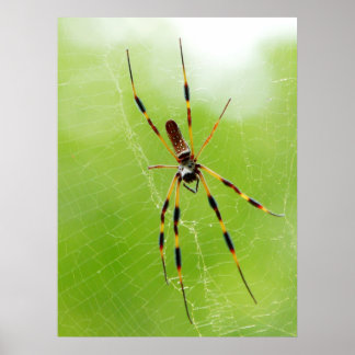 Yellow and Black Spider (Green Background) Poster