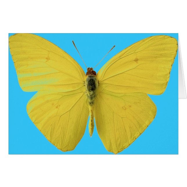 Yellow and Blue Butterfly (Front Horizontal)