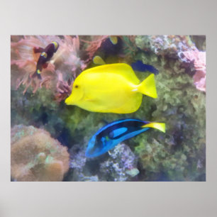 Yellow and Blue Tang Fish Poster