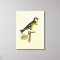 Yellow and Green Bird Perched on a Little Branch