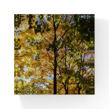Yellow and Green Fall Foliage