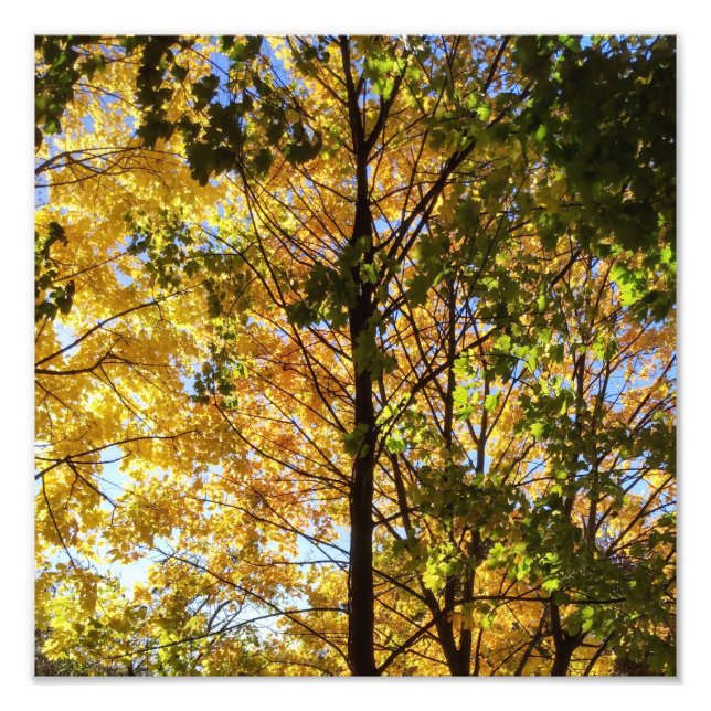 Yellow and Green Fall Foliage Photo Print (Front)