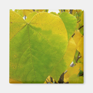 Yellow and Green Redbud Leaves Magnet