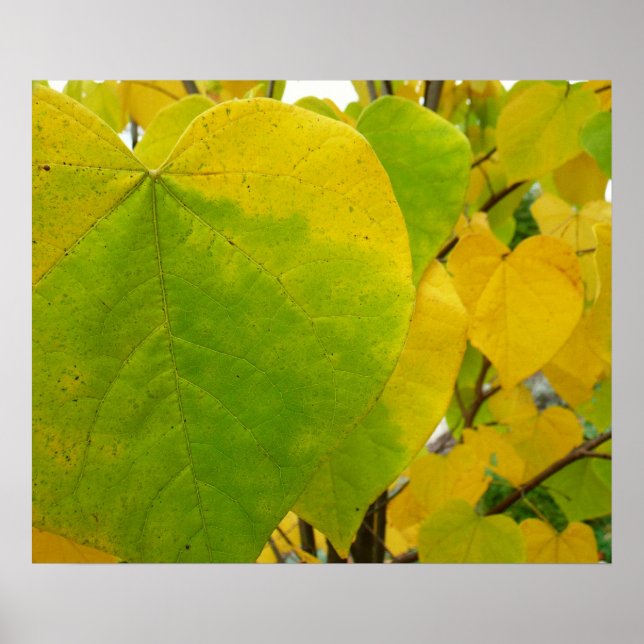 Yellow and Green Redbud Leaves Poster (Front)