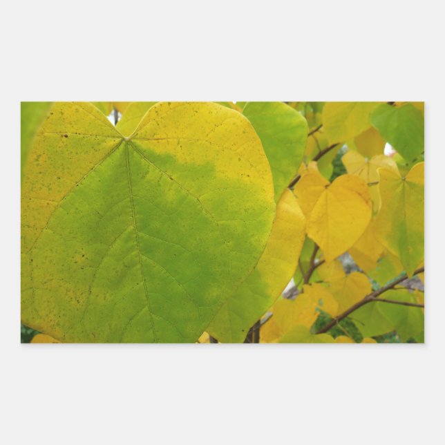 Yellow and Green Redbud Leaves Rectangular Sticker (Front)