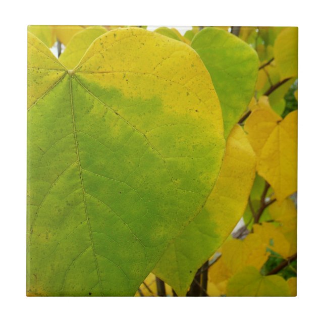Yellow and Green Redbud Leaves Tile (Front)