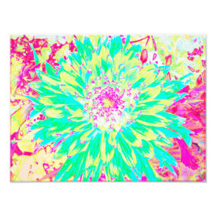 Yellow and Magenta Decorative Dahlia Flower Photo Print