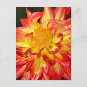 Yellow and orange dahlia flower postcard