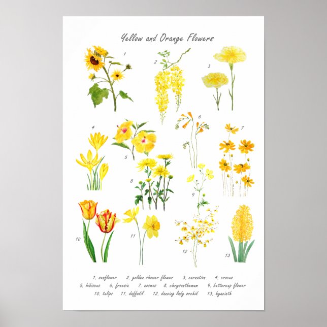 yellow and orange flowers collection  poster (Front)