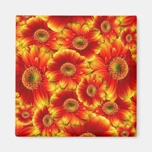 Yellow and Orange Gerbera Daisies Magnet