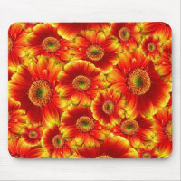 Yellow and Orange Gerbera Daisies