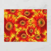 Yellow and Orange Gerbera Daisies