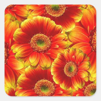 Yellow and Orange Gerbera Daisies