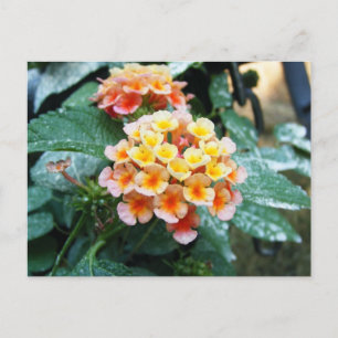 Yellow and Orange Lantana Postcard