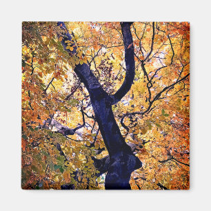 Yellow and orange leaves magnet
