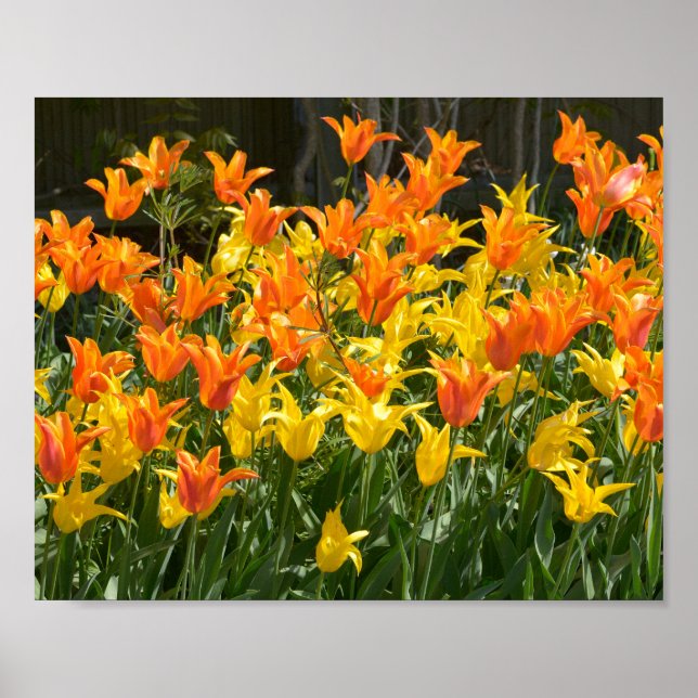 Yellow and orange tulip beds foil holiday poster (Front)