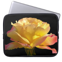 Yellow and Pink Rose