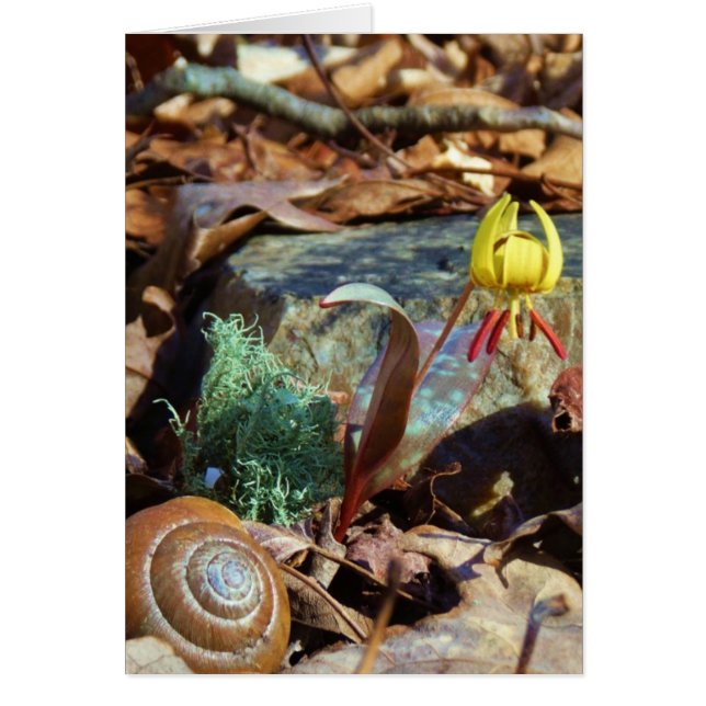 Yellow and Plum Trout Lily and Snail Shell (Front)