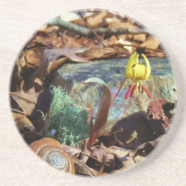 Yellow and Plum Trout Lily and Snail Shell Coaster (Front)