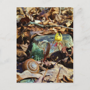 Yellow and Plum Trout Lily and Snail Shell Postcard